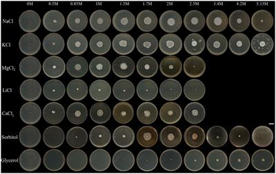Extremely chaotolerant and kosmotolerant Aspergillus atacamensis – a metabolically versatile fungus suitable for recalcitrant biosolid treatment